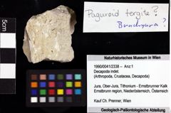 Foto (Objket + Etiketten) von Decapoda indet. 